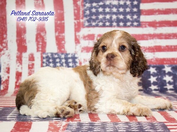 Mini Hippo — adopted from Dreamtails