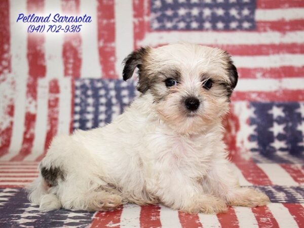Morkie — adopted from Dreamtails