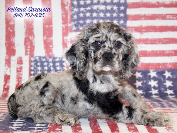 Cocker Spaniel — adopted from Dreamtails
