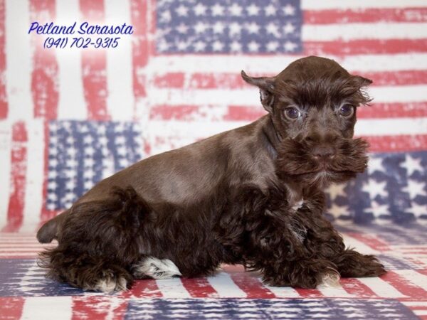 Miniature Schnauzer — adopted from Dreamtails
