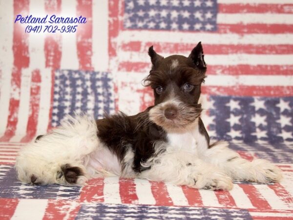 Miniature Schnauzer — adopted from Dreamtails