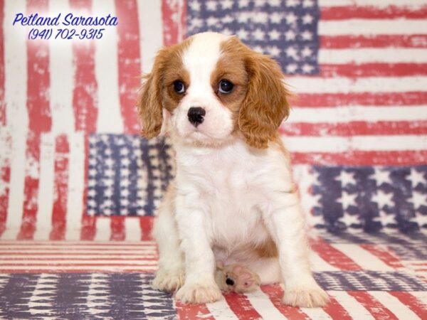Cavalier King Charles Spaniel — adopted from Dreamtails