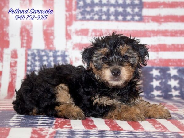 Yorkie Poo — adopted from Dreamtails