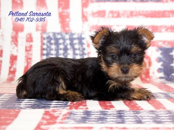 Yorkshire Terrier — adopted from Dreamtails