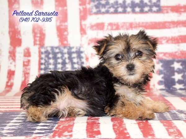 Yorkie Chon — adopted from Dreamtails