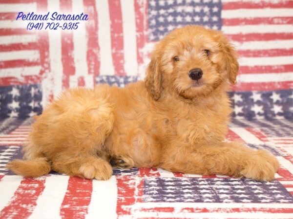 F1 Mini Golden Doodle — adopted from Dreamtails