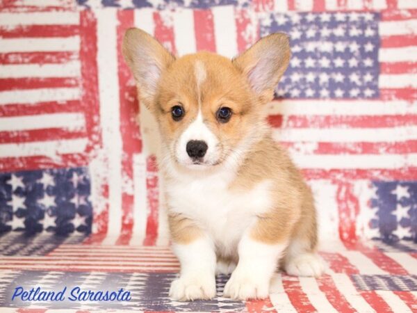 Pembroke Welsh Corgi — adopted from Dreamtails