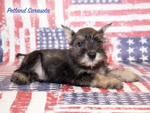 Miniature Schnauzer — adopted from Dreamtails