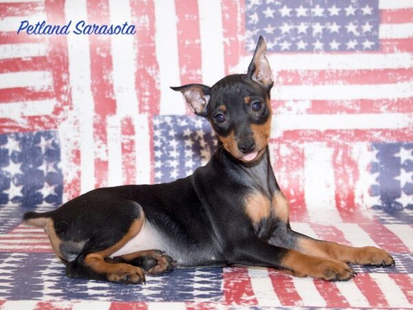 Miniature Pinscher — adopted from Dreamtails