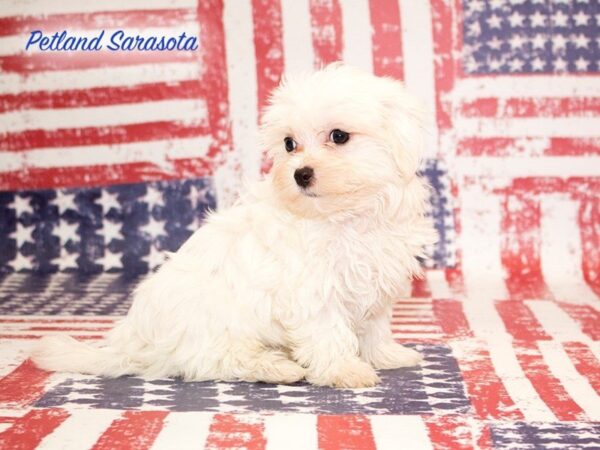 Maltese — adopted from Dreamtails