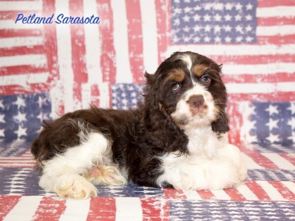Cocker Spaniel — adopted from Dreamtails