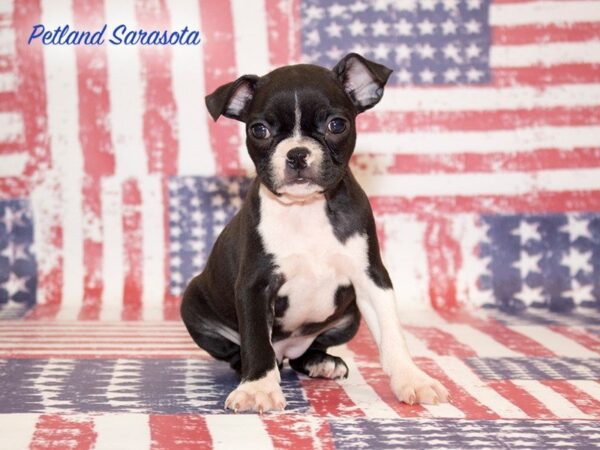 Boston Terrier — adopted from Dreamtails