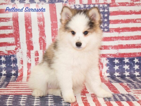 Pomsky — adopted from Dreamtails