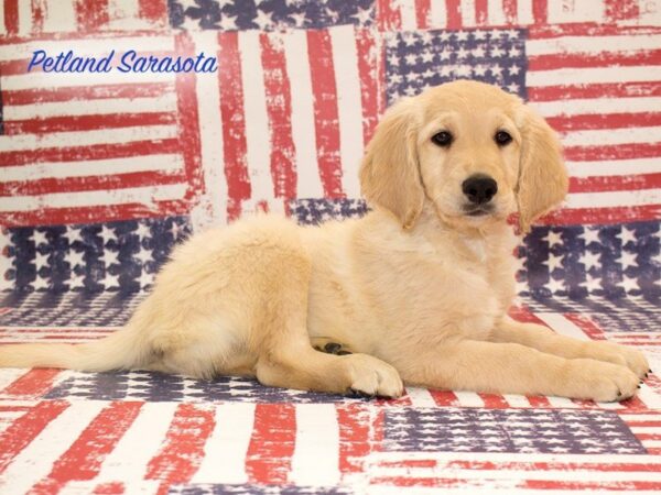 Goldendoodle 2nd Gen — adopted from Dreamtails