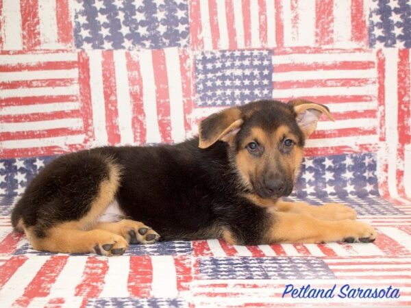 German Shepherd Dog — adopted from Dreamtails