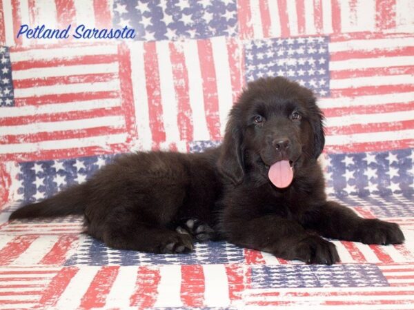 Newfoundland — adopted from Dreamtails