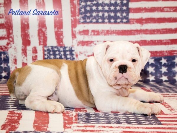 English Bulldog — adopted from Dreamtails