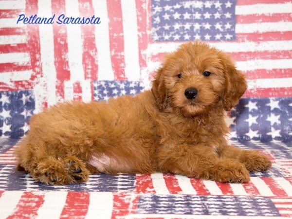 Miniature Goldendoodle — adopted from Dreamtails