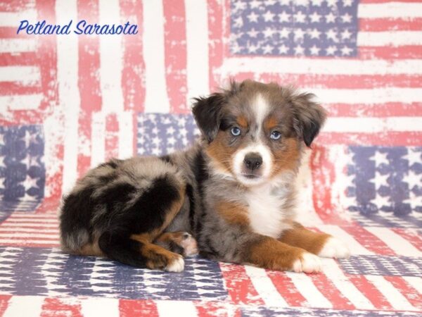 Miniature Australian Shepherd — adopted from Dreamtails