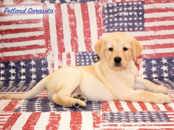 Labrador Retriever — adopted from Dreamtails