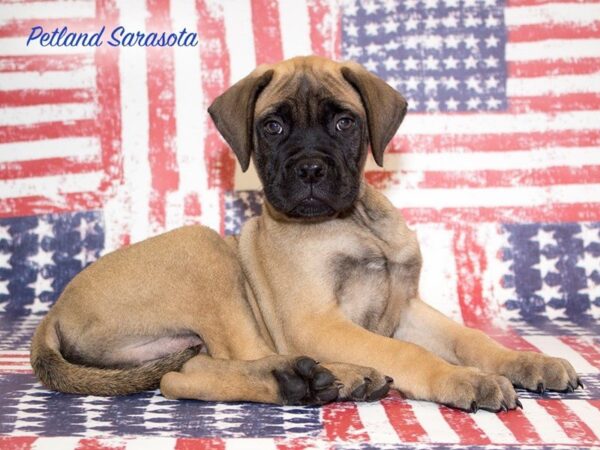BULLMASTIFF — adopted from Dreamtails