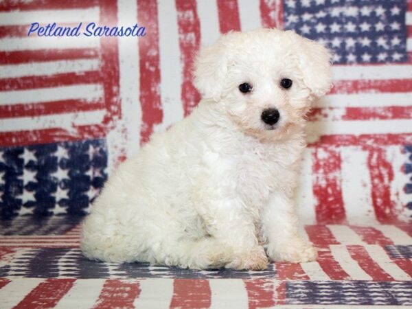 Bichon Frise — adopted from Dreamtails