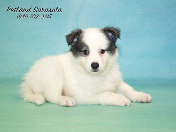 Huskimo — adopted from Dreamtails