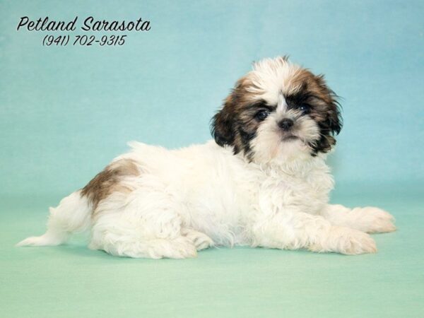 Shih Tzu — adopted from Dreamtails