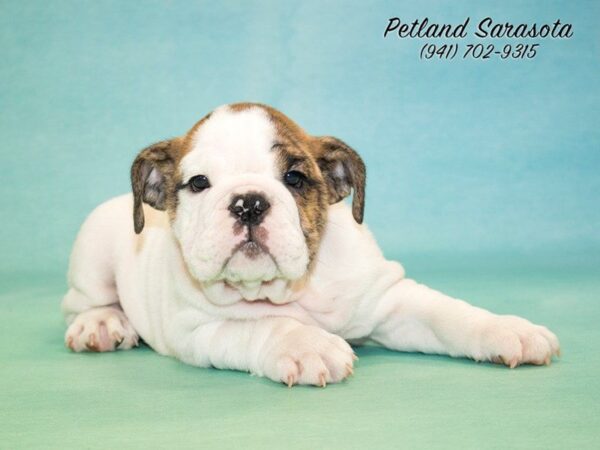 English Bulldog — adopted from Dreamtails