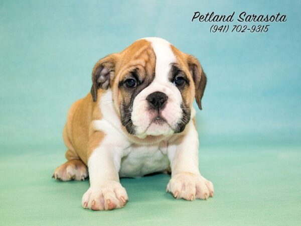 English Bulldog — adopted from Dreamtails