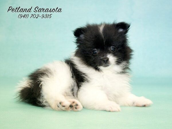 Pomeranian — adopted from Dreamtails