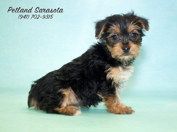 Yorkshire Terrier — adopted from Dreamtails