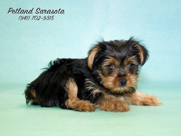 Yorkshire Terrier — adopted from Dreamtails