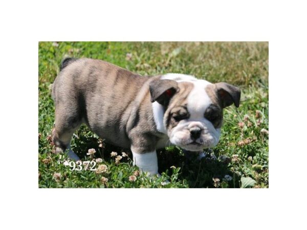 Bulldog — adopted from Dreamtails