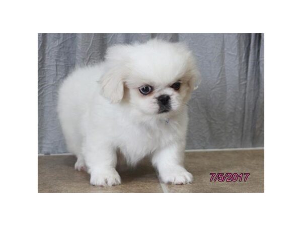 Pekingese — adopted from Dreamtails