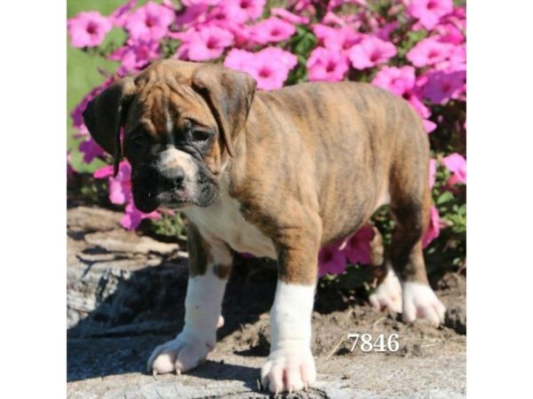 Boxer — adopted from Dreamtails
