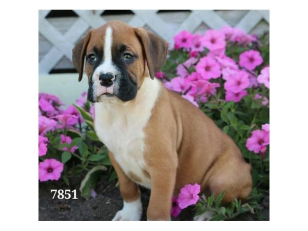 Boxer — adopted from Dreamtails
