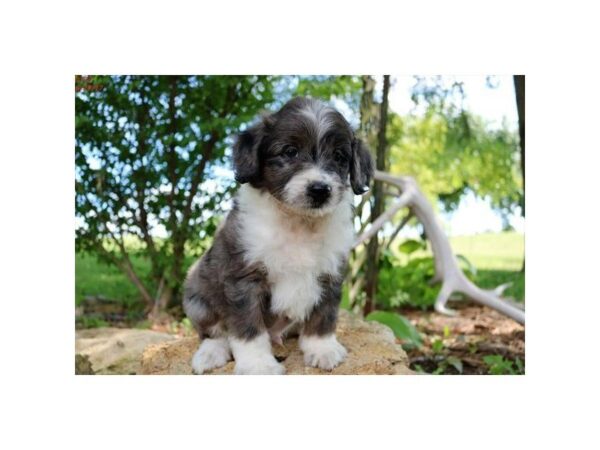 Aussie Poo — adopted from Dreamtails