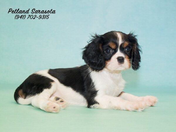 Cavalier King Charles — adopted from Dreamtails