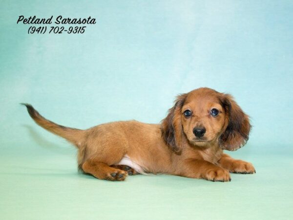 Dachshund — adopted from Dreamtails