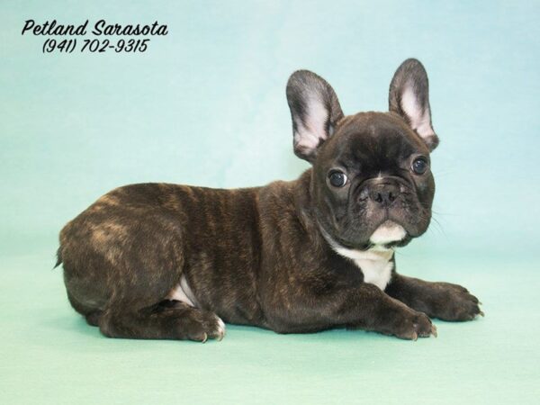 French Bulldog — adopted from Dreamtails