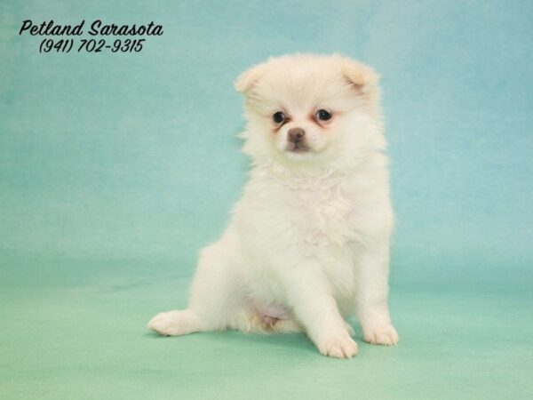 Pomeranian — adopted from Dreamtails