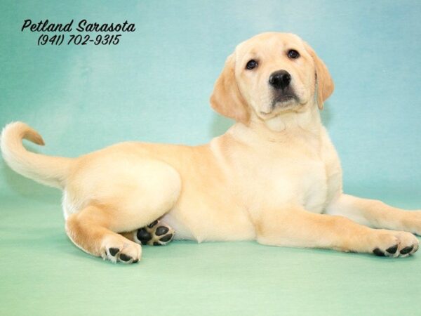 Labrador Retriever — adopted from Dreamtails