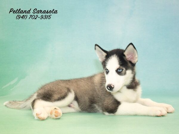 Siberian Husky — adopted from Dreamtails
