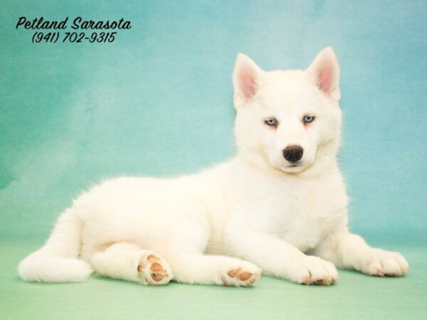 Siberian Husky — adopted from Dreamtails
