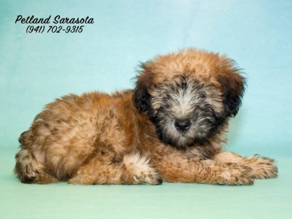 Soft Coated Wheaten Terrier — adopted from Dreamtails