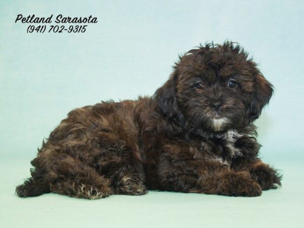 Poo-Shi — adopted from Dreamtails