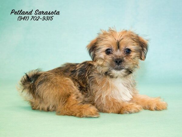 Shorkie — adopted from Dreamtails