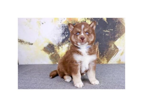 Pomsky — adopted from Dreamtails