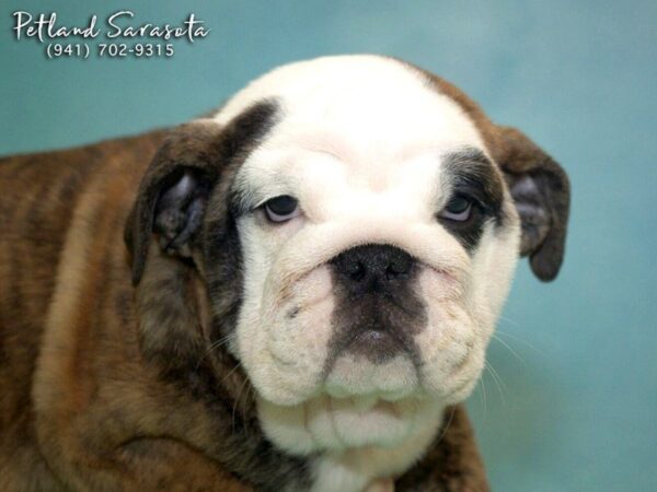 English Bulldog — adopted from Dreamtails